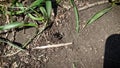 Mining bee Andrena digs a new move in sandy ground. Insect life in the wild