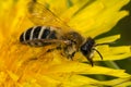 Mining Bee (Andrena gravida) Royalty Free Stock Photo