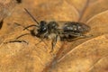 Mining Bee - Genus Andrena