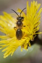 Mining Bee - Genus Andrena