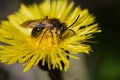 Mining Bee - Genus Andrena