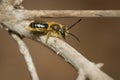 Mining Bee - Genus Andrena