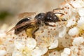 Mining Bee on Pyracantha Royalty Free Stock Photo