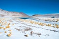 Miniques Lagoon in the Altiplano High Andean Plateau