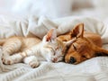 minis, Cat and dog and newborn sleeping. Puppy , newborn and kitten sleep white background of home interior, Royalty Free Stock Photo