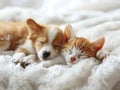 minis, Cat and dog and newborn sleeping. Puppy , newborn and kitten sleep white background of home interior, Royalty Free Stock Photo