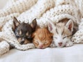 minis, Cat and dog and newborn sleeping. Puppy , newborn and kitten sleep white background of home interior, Royalty Free Stock Photo