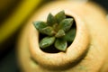 Miniscule Echeveria "Chroma" plantlet in tiny pot