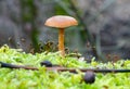 detail of mushroom