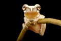 Miniscule treefrog Dendropsophus minusculus