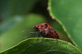 Ministrel or Italian Striped-Bug (Graphosoma lineatum) Royalty Free Stock Photo