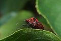 Ministrel or Italian Striped-Bug Royalty Free Stock Photo