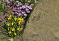 Miniture daffodils with cyclamen Royalty Free Stock Photo