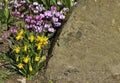 Miniture daffodils with cyclamen