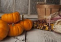 Miniture orange pumpkins. Royalty Free Stock Photo