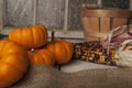 Miniture orange pumpkins. Royalty Free Stock Photo