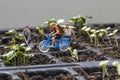 Miniture people cyclist and miniture gardeners with planting tree background