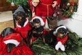 Miniture pinschers in christmas clothing Royalty Free Stock Photo