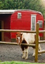 A Miniture Pony Stands in His Coral with Red Trailer Royalty Free Stock Photo