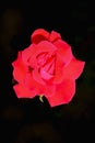 Miniture, red rose with a black background Royalty Free Stock Photo