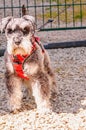 Miniture Schnauser, on a leash with a red harnes, in Reims, France