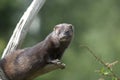 Mink Royalty Free Stock Photo