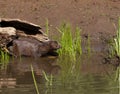 Mink Coming out of Log and Entering River