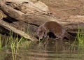 Mink Coming out of a Log Near the River