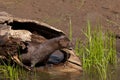 Mink coming out of a log