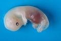 Mink embryo Royalty Free Stock Photo