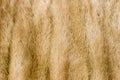 Mink fur alpha Royalty Free Stock Photo