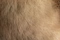 Mink fur texture of light, gray color close-up background. Grey mink fur coat texture background. Animal fur texture Royalty Free Stock Photo