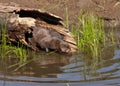 Mink in a hollow log by a river Royalty Free Stock Photo