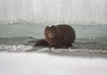 Mink between ice floes Royalty Free Stock Photo