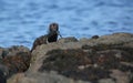 A Mink Neovison vison with a crab that it has just caught in the sea and is about to eat it Royalty Free Stock Photo