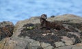 A Mink Neovison vison with a crab that it has just caught in the sea and is about to eat it Royalty Free Stock Photo