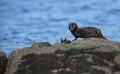 A Mink Neovison vison with a crab that it has just caught in the sea and is about to eat it Royalty Free Stock Photo