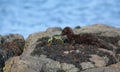 A Mink Neovison vison with a crab that it has just caught in the sea and is about to eat it Royalty Free Stock Photo