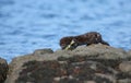 A Mink Neovison vison with a crab that it has just caught in the sea and is about to eat it Royalty Free Stock Photo