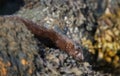 A Mink Neovison vison hunting in the tide pools for food. Royalty Free Stock Photo