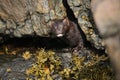 A Mink Neovison vison hunting in the tide pools for food. Royalty Free Stock Photo