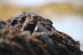 A Mink Neovison vison hunting in the tide pools for food. Royalty Free Stock Photo