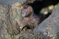 A Mink Neovison vison hunting in the tide pools for food. Royalty Free Stock Photo