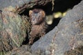 A Mink Neovison vison hunting in the tide pools for food Royalty Free Stock Photo