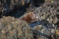 A Mink Neovison vison hunting in the tide pools for food. Royalty Free Stock Photo