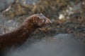 A Mink Neovison vison hunting in the tide pools for food. Royalty Free Stock Photo