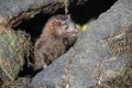 A Mink Neovison vison hunting in the tide pools for food. Royalty Free Stock Photo