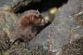 A Mink Neovison vison hunting in the tide pools for food. Royalty Free Stock Photo