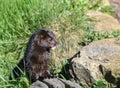 Mink - Neovison vison Licking it`s Lips Royalty Free Stock Photo