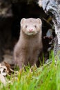 Mink portrait Royalty Free Stock Photo